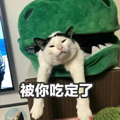 猫咪表情包投降,投降,我投降
