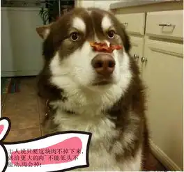 i服了you哈士奇魔性表情战胜了藏獒,二哈情绪大揭晓