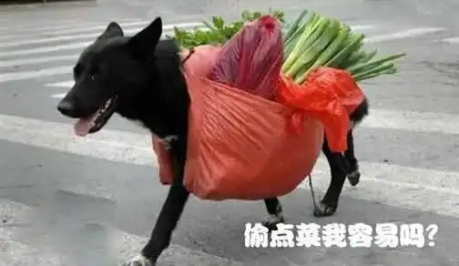 爆笑段子公司倒闭了,从此有了一条人生经验骑车要戴好头盔