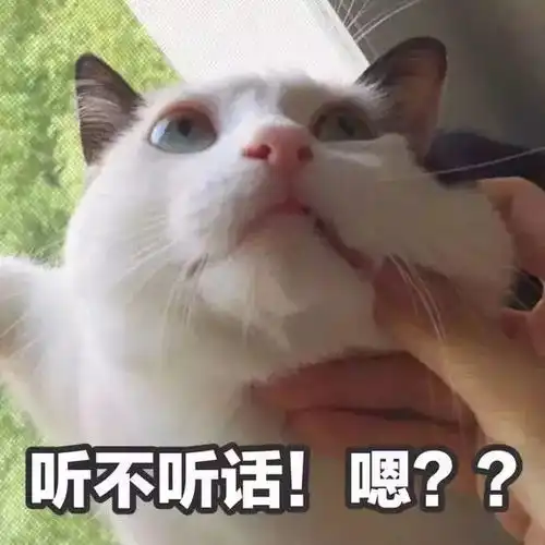 找表情包的软件男朋友