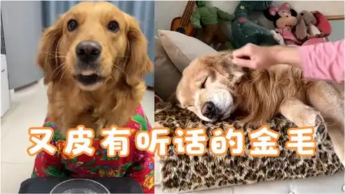 搞笑合集养狗还是得金毛,又皮又听话,比哈士奇好的多