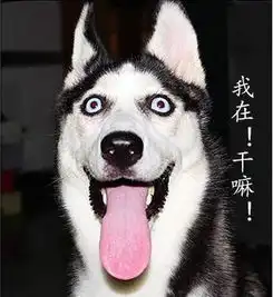 不怕狗儿长得帅,就怕狗儿又帅又会放电