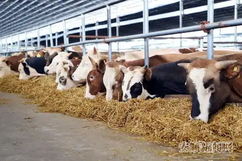 安顺用活28安心养模式推动肉牛产业扩群增量