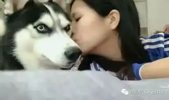 哈士奇突然被美女主人亲了一下,愣了3秒后,表情炸了