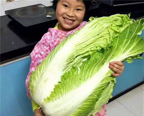 大白菜小白菜娃娃菜这3种蔬菜,到底有什么神仙关系