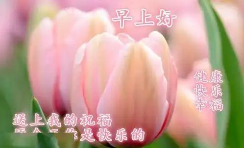 微信最好听的早安问候祝福短信最好看的早安鲜花图片带字