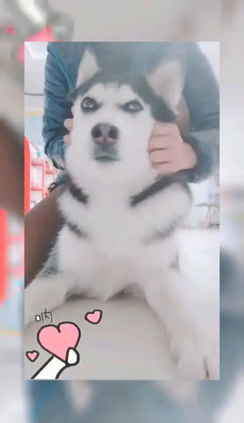 铲屎官养哈士奇的乐趣在于,不论你怎么嚯嚯它,都是这么搞笑