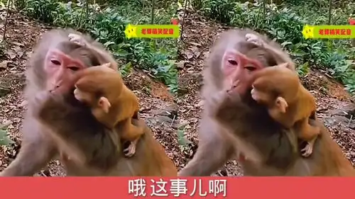 爆笑猴子给猫看手相满满的套路这太搞笑了