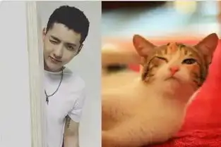 这么多小鲜肉美少年都有吸猫体质表情真的是神似