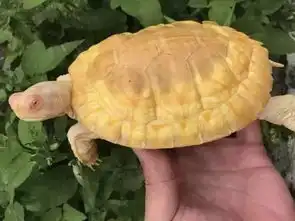 盘点一下变异龟的那些事儿