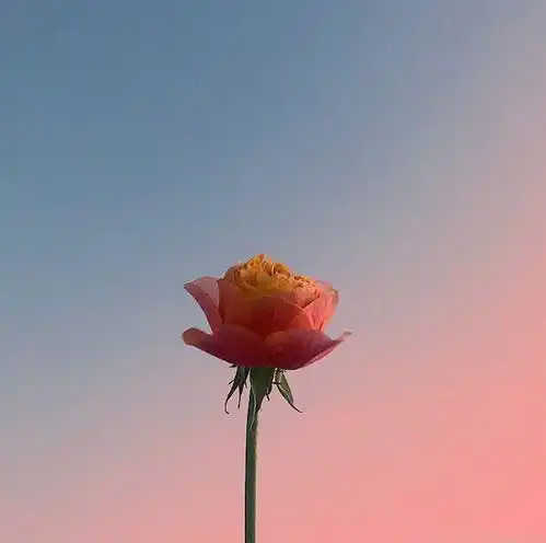 文案再等等,花都开好了,你的好运也快来了