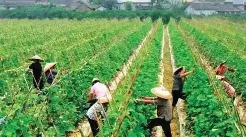 大蒜跌完小麦跌,小麦跌完玉米跌,玉米跌完桃子跌,农民真的想哭