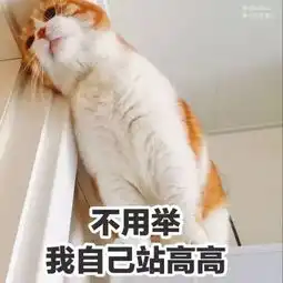 一大波猫咪表情包袭来,还不快接招