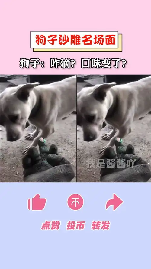 狗子沙雕名场面,这个动作似乎暴露了主人的坏习惯