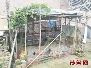楼顶养鸡种菜违建乱堆杂物,卫生情况堪忧