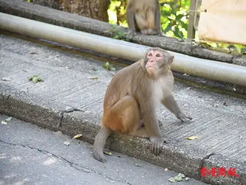 图集香港野生猴子与人频密接触学会抢夺游人手持胶袋