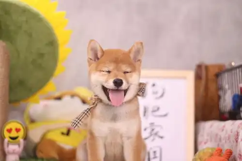 黑柴和四眼土狗一样吗黑柴是柴犬还是田园犬
