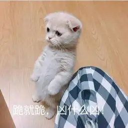萌贱猫咪带文字表情包,聊天必备,走起
