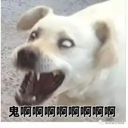 老鼠来我家,都是含着泪走的