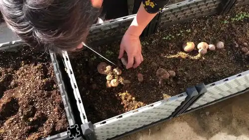 躲在自家楼顶种菜养鸡过着神仙般的日子