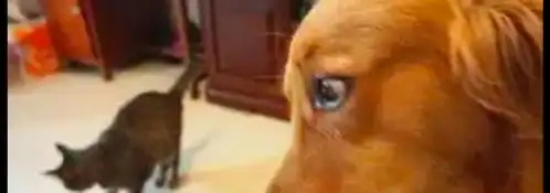 金毛眼睁睁看着牛肉粒被猫吃掉,它一脸生无可恋表情都吃光了啊