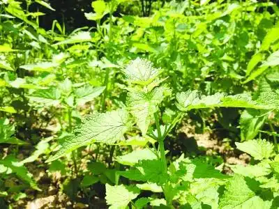 历来南京夏天最高温度是多少