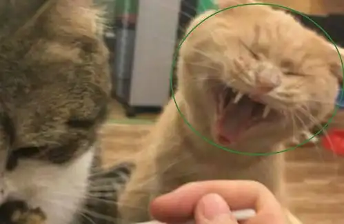猫咪见主人喂别人吃饭,它立马就炸了,这表情让人笑喷了