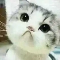 有没有这种猫的表情要不带字的