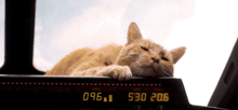 看橘猫队长如何gank队友