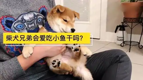 小柴犬为了一包小鱼干不惜动手打大哥上辈子没准是橘猫吧