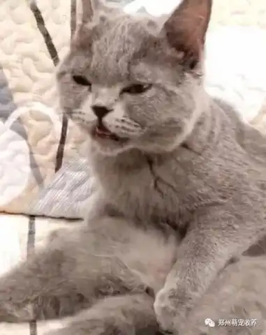 主人开饭猫咪直接来抢的,二哈却默默地叼来大饭盆