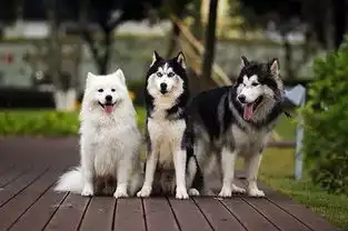 养了2只萨摩耶之后,家里变得面目全非