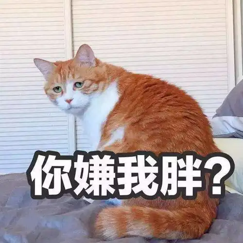 橘猫饿了,认真用力舔爪爪,旁边的小狸花猫表情太搞笑了