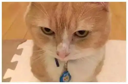 藏好的小鱼干不见了,大橘猫的表情,让人笑喷了