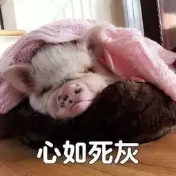 又一波小猪猪表情包