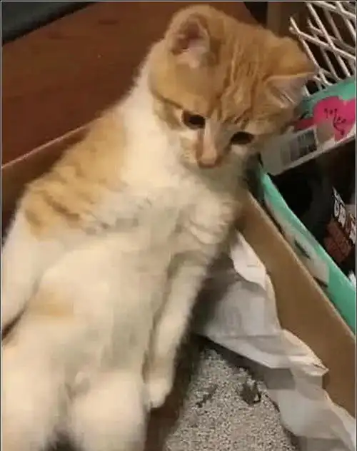 女子准备喂猫,发现橘猫一脸凝重盯着自己,低头一看瞬间忏愧至极