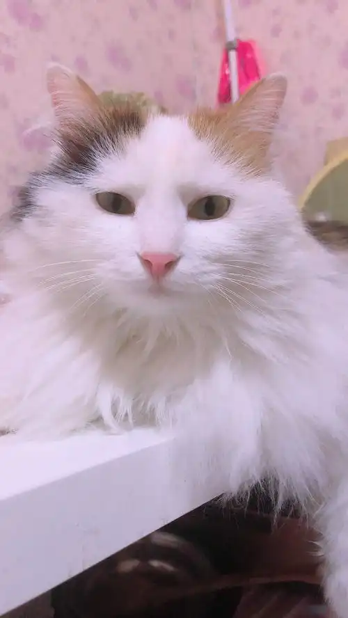 我的猫总是一副厌世又心事重重的表情,