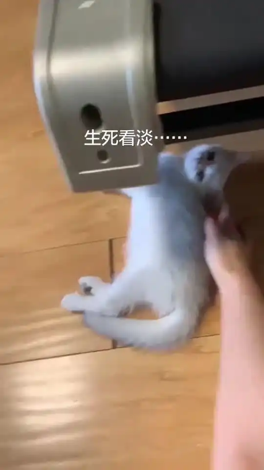 当跑步机落下来的时候,这一巴掌救了小猫,太搞笑了