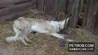 搞笑视频笑死人100个短片搞笑视频集锦搞笑动物小怪物玩逗猫棒小猫萌的主人哈哈大笑