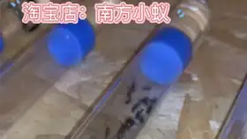 论如何饲养普通的新后与新生小群up用血泪得出的经验