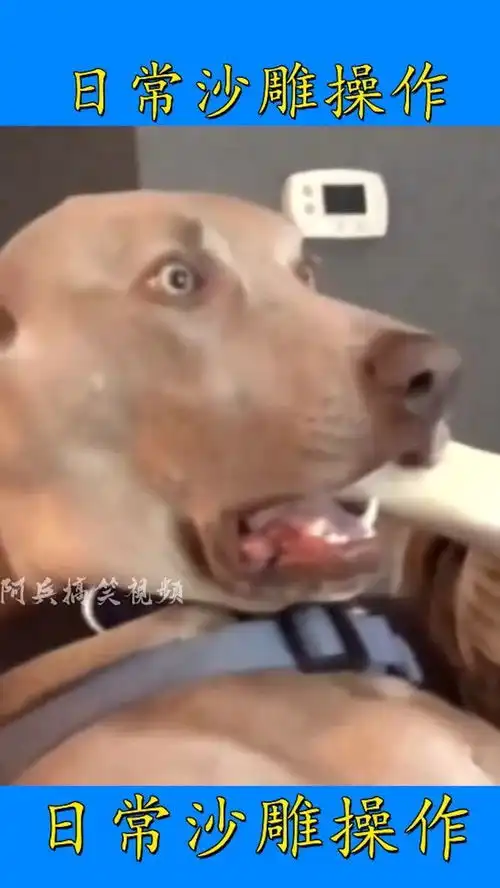 这狗子是在看鬼片来吧沙雕搞笑配音
