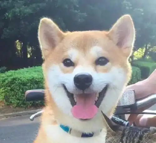 主人把柴犬和猫放车筐后,猫咪的表情大写一个嫌弃