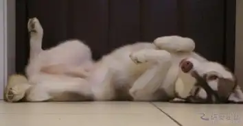 测试一个超长简介的文章