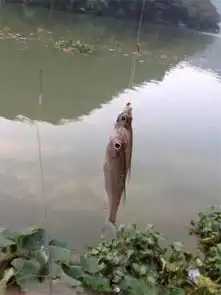 震惊,一米平的水坑,竟然钓起百斤大鱼搜狐其它搜狐网