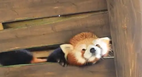 小熊猫的头被卡住,折腾了好久才弄出来,脸都被挤成了表情包