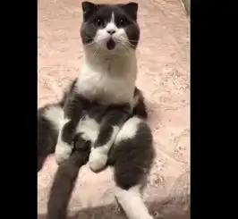 铲屎官养的英国短毛猫,表情太魔性