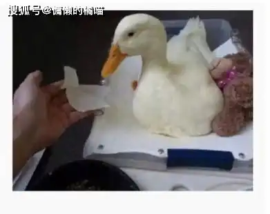 幽默橘喵论一只断掌鸭子的坎坷进化论