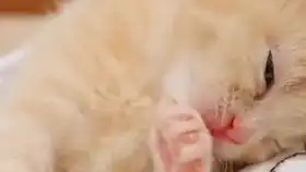 为本鬣狗的莽撞自罚一杯水