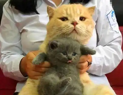 主人让橘猫抱着灰猫,橘猫竟露出如此表情,网友看了直呼戳心