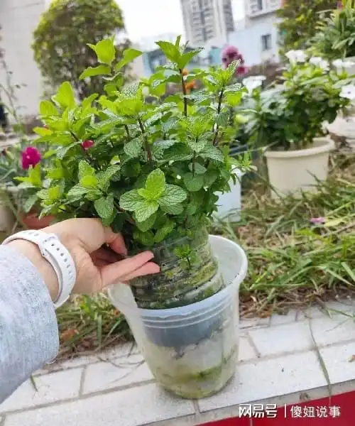 三款神奇驱蚊花,拥有一棵就能告别蚊虫困扰